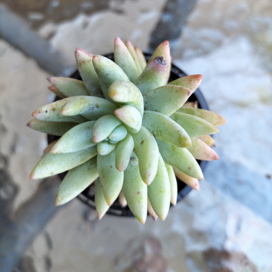 Sedeveria 'Silver Frost'