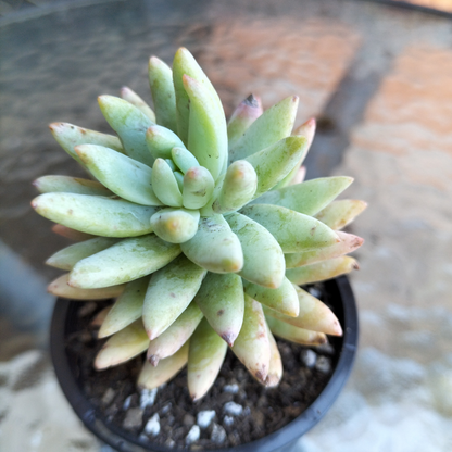 Sedeveria 'Silver Frost'