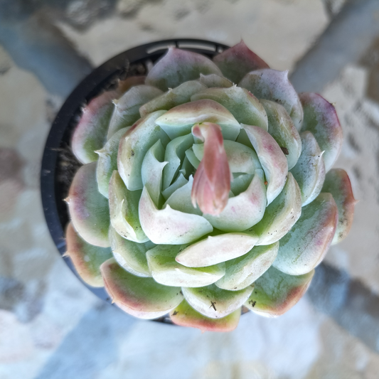 Echeveria 'Sina' AKA 'Mexican Rose'