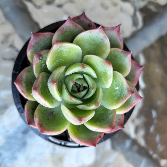 Echeveria 'Soul Heart'