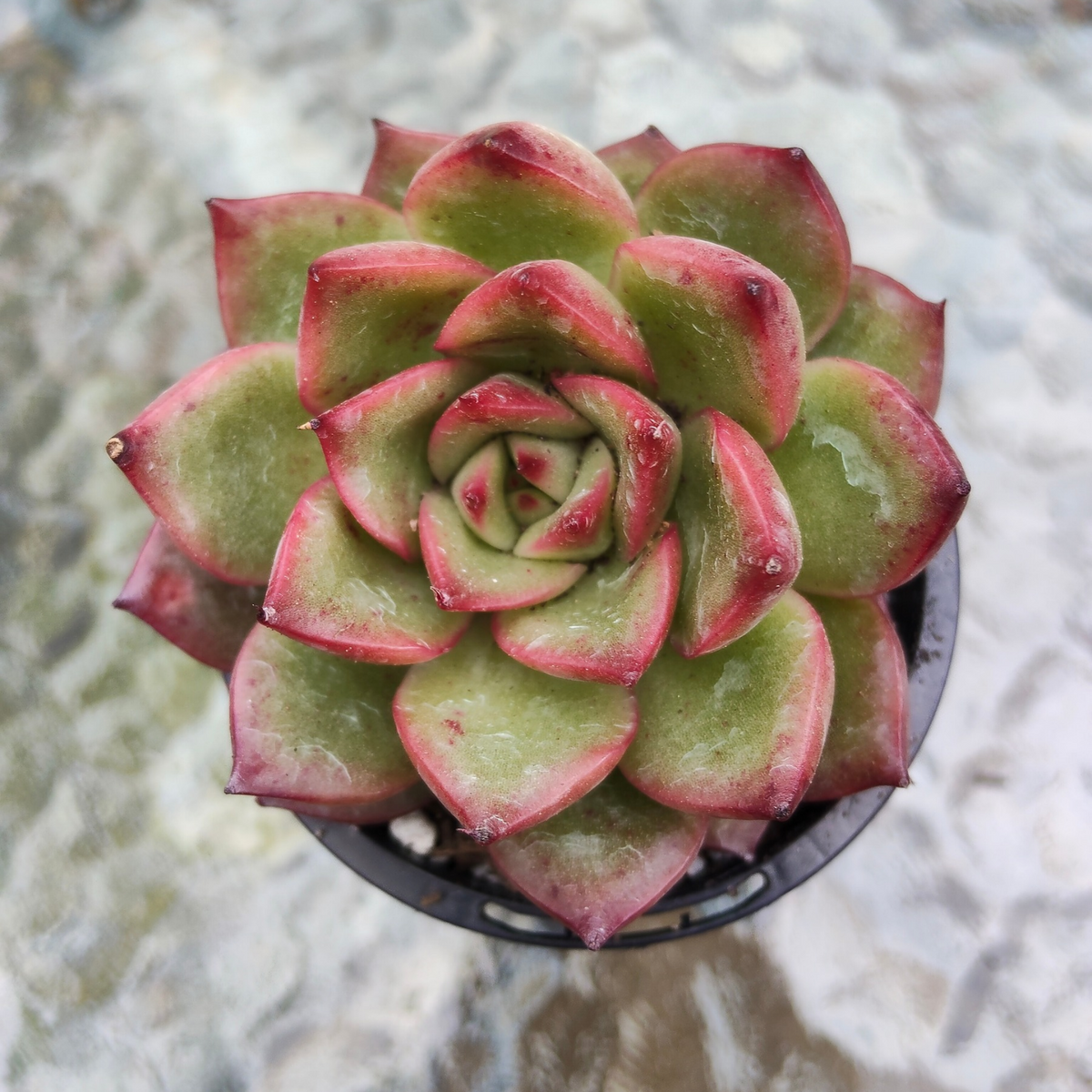 Agavoides Spanish Rose
