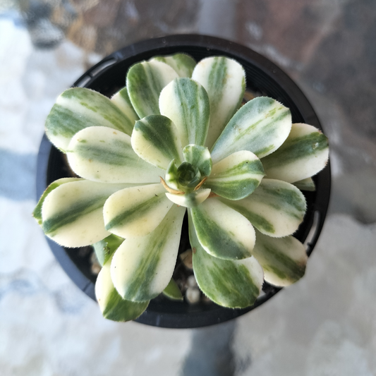 Aeonium castello-paivae f. variegata 'Suncup'