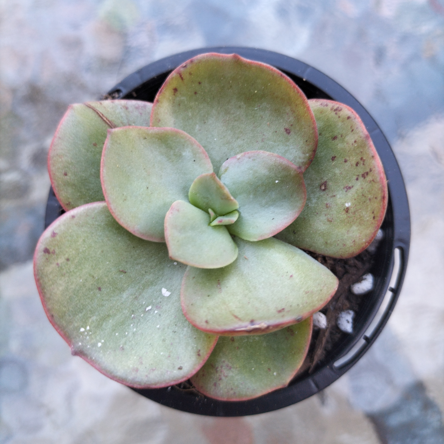Echeveria Suyon