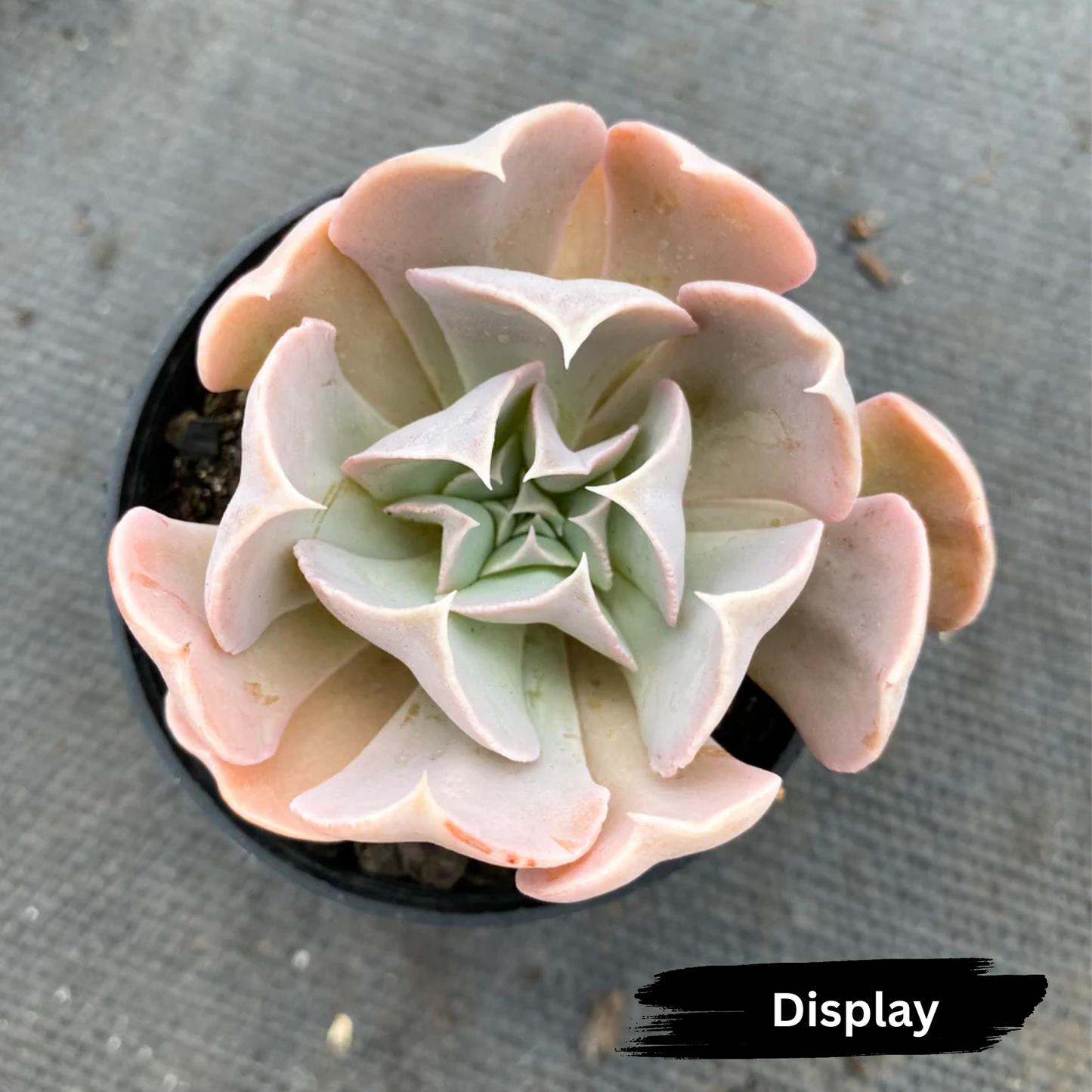 Echeveria ‘Swan Lake’