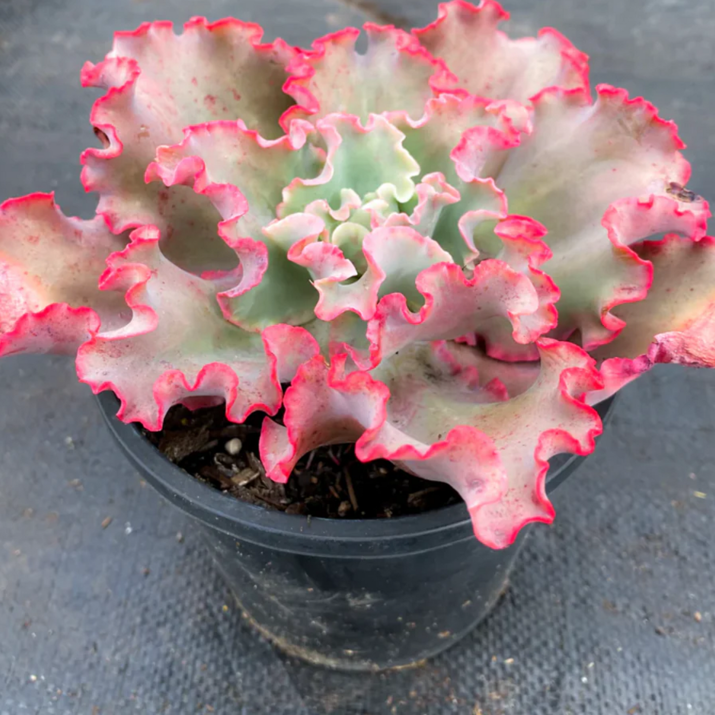 Echeveria 'Takasago no Okina' (Takasago's old man)