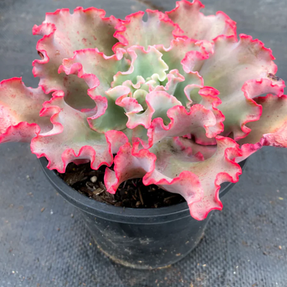 Echeveria 'Takasago no Okina' (Takasago's old man)