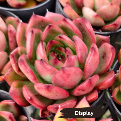 Echeveria 'Tequila Sunrise'