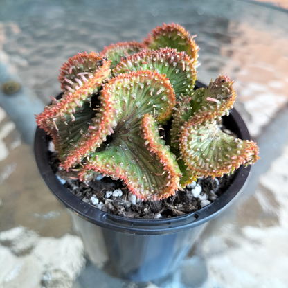 Euphorbia flanaganii f. cristata (The Brain)