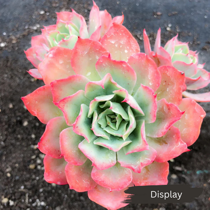 Echeveria 'Toffee Apple'