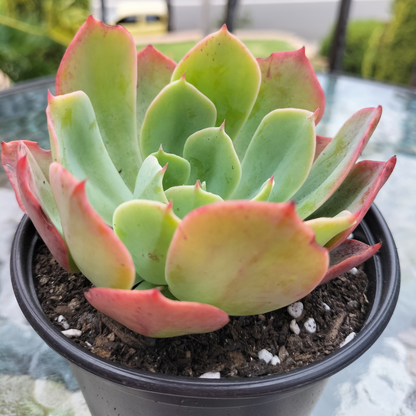 Echeveria 'Toffee Apple'