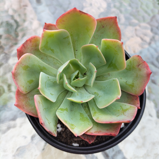 Echeveria 'Toffee Apple'