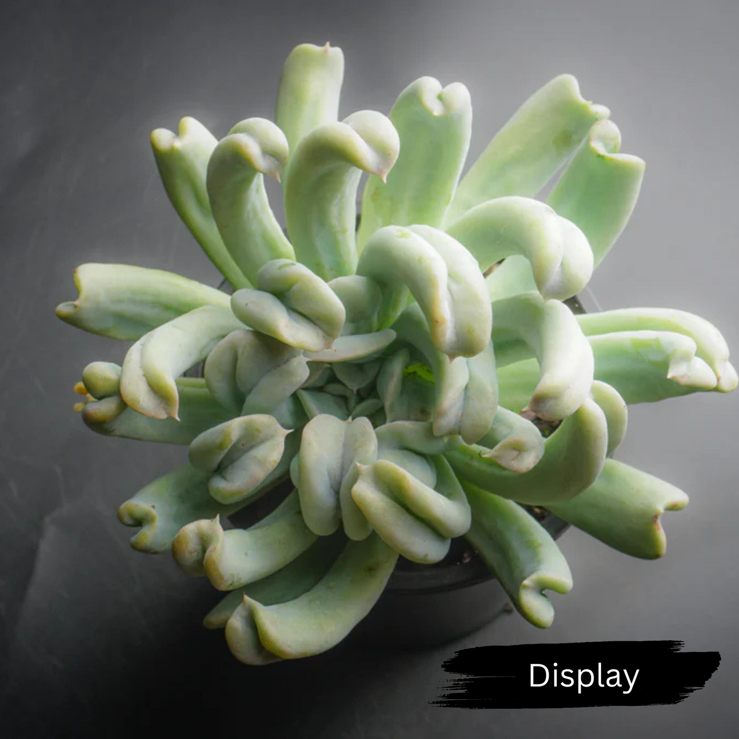 Echeveria runyonii ‘Topsy Turvy’