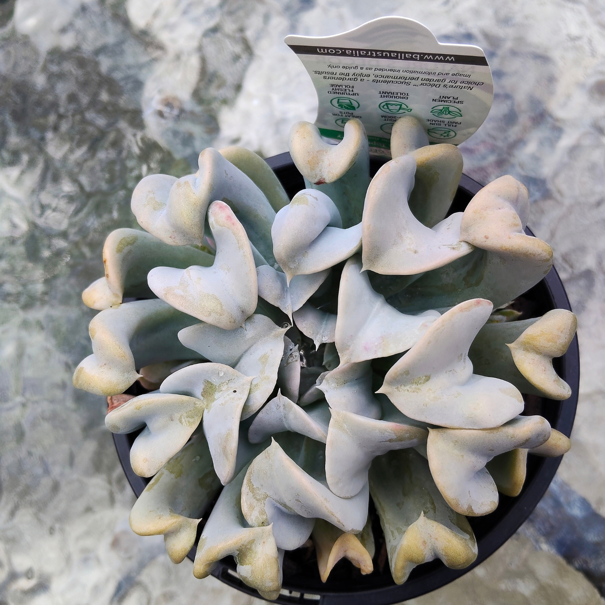 Echeveria runyonii ‘Topsy Turvy’ Large