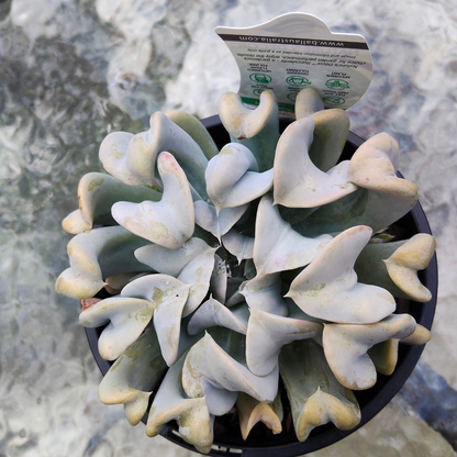 Echeveria runyonii ‘Topsy Turvy’ Large
