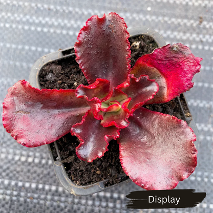 Echeveria 'Tori'