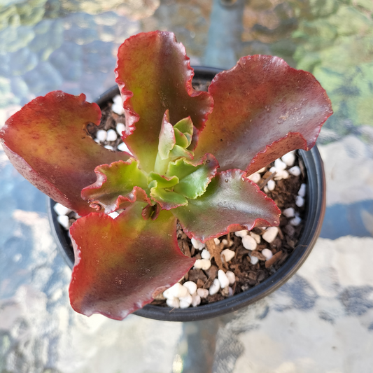 Echeveria 'Tori'