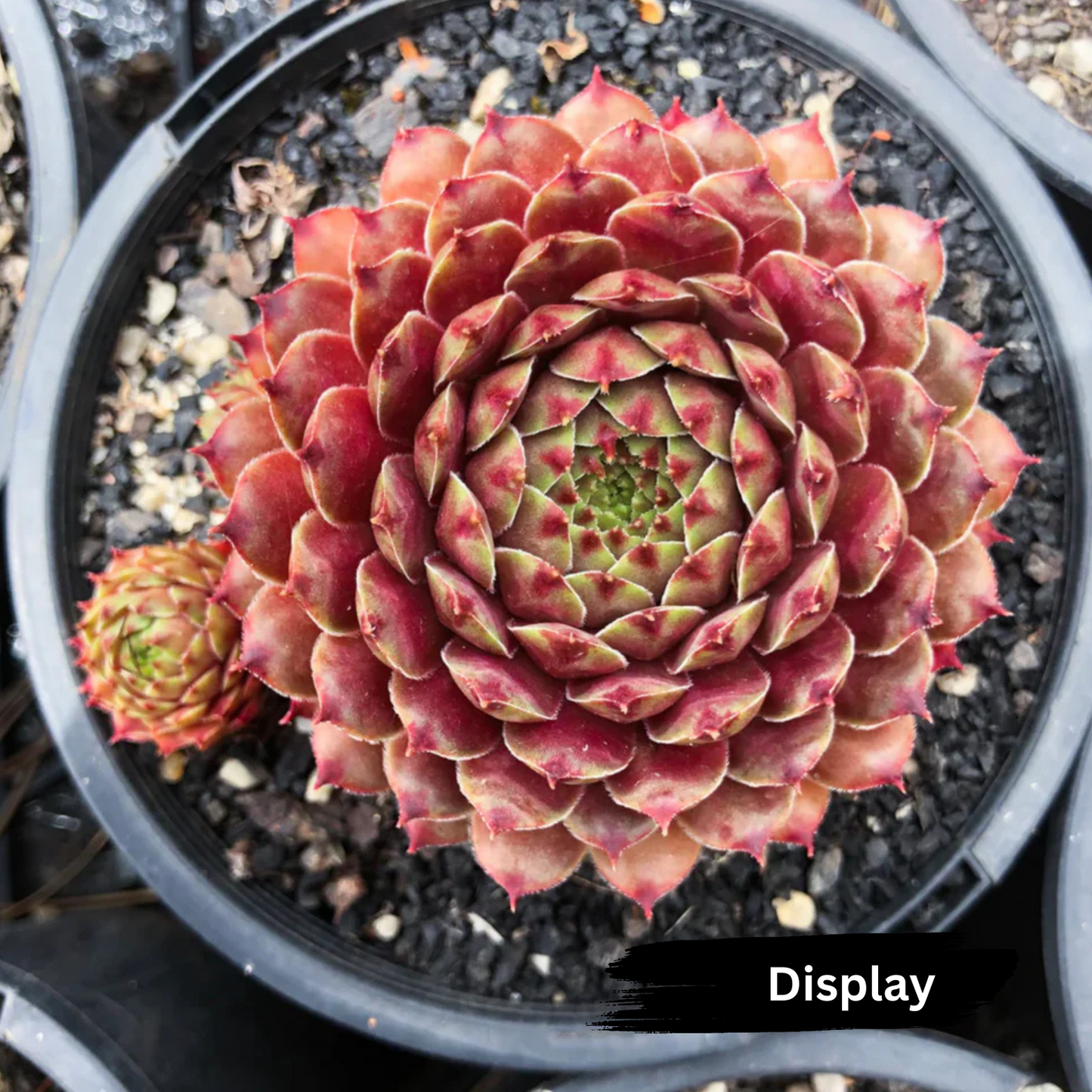 Sempervivum Tristesse