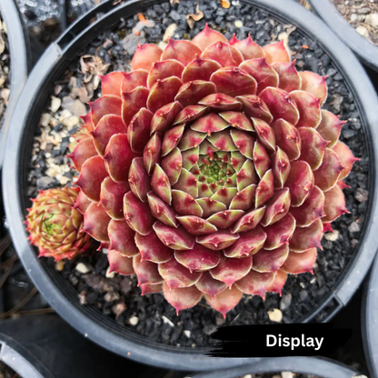 Sempervivum Tristesse