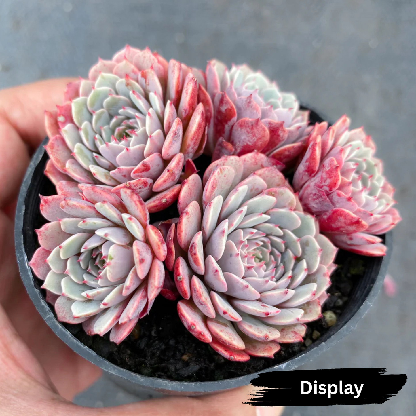 Echeveria pinwheel 'Tuxpan' (small)