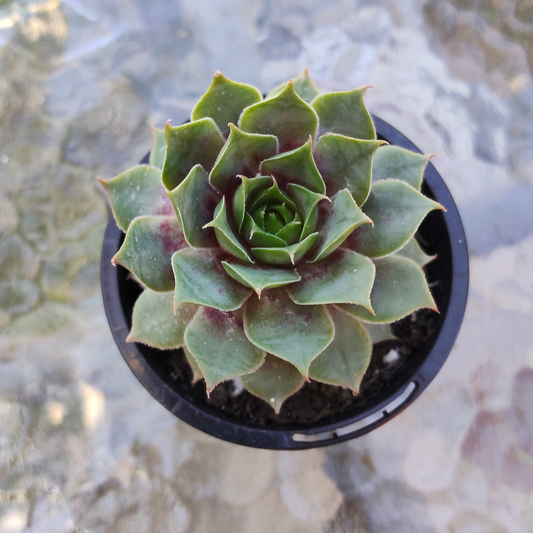 Sempervivum 'VJ10'