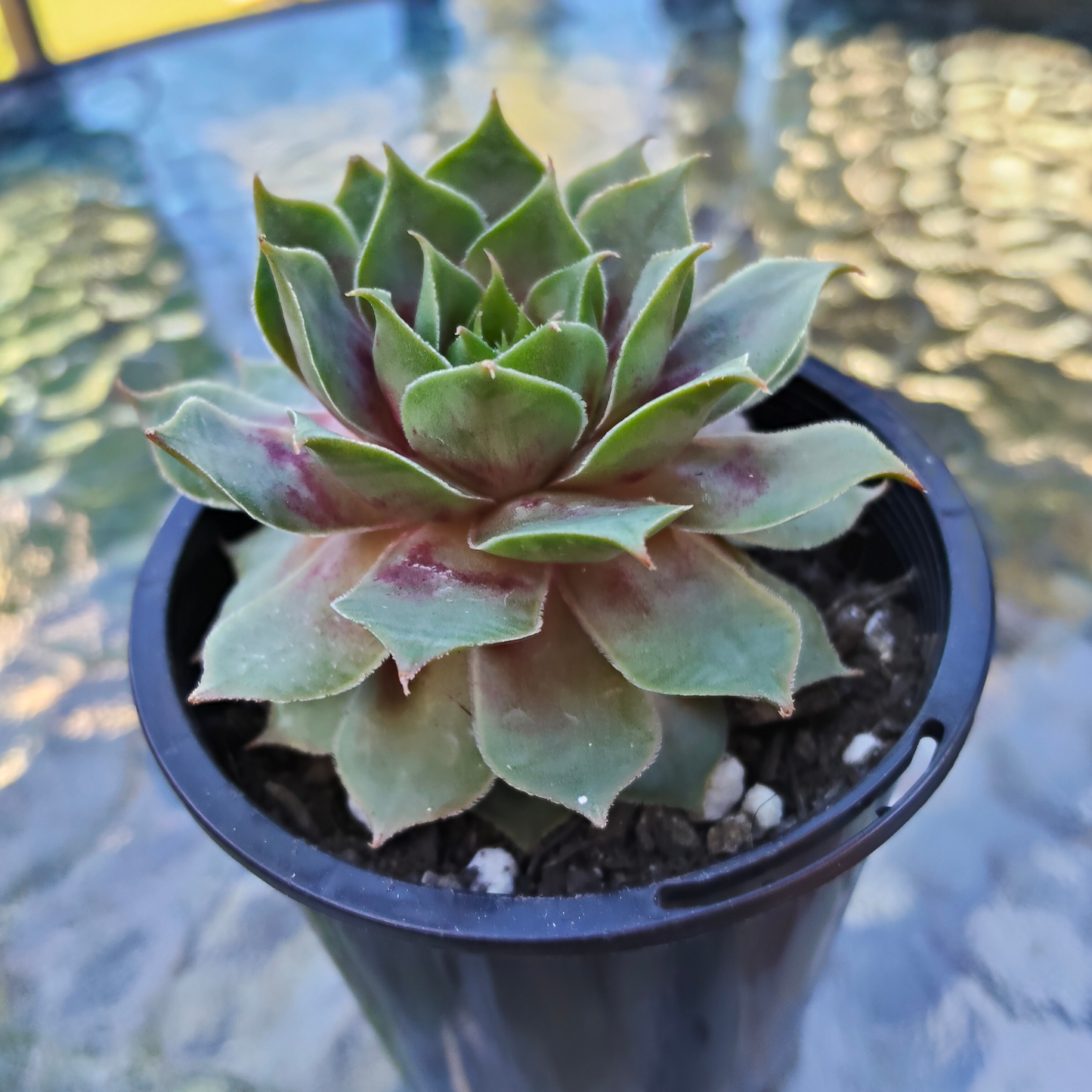 Sempervivum 'VJ10'