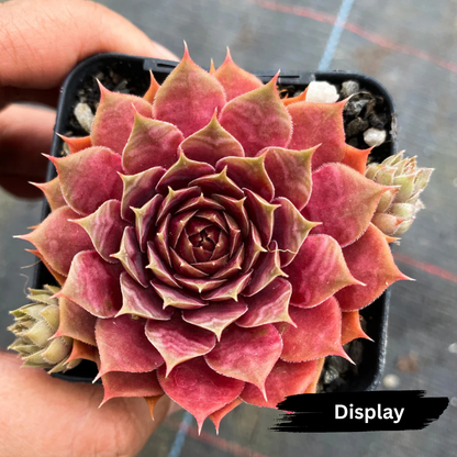 Sempervivum 'VJ10'