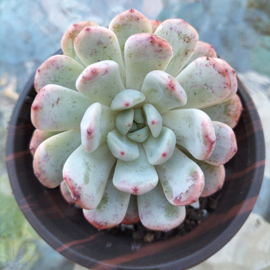 Echeveria 'Viant'