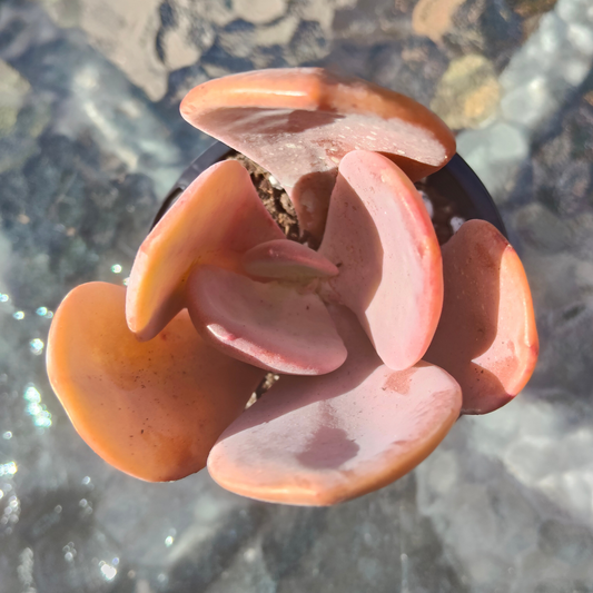 Pachyveria 'Violescens' (aka. Pachyveria Myrtilla)