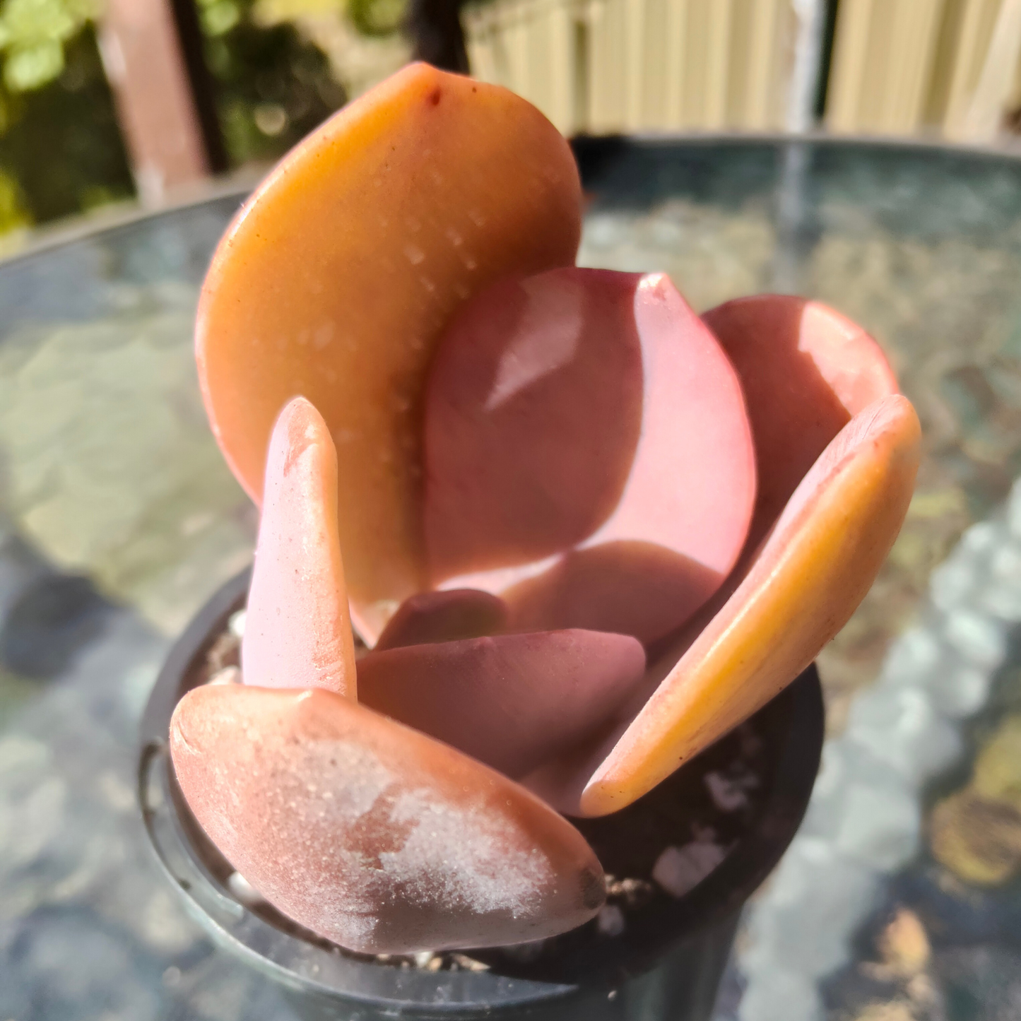 Pachyveria 'Violescens' (aka. Pachyveria Myrtilla)
