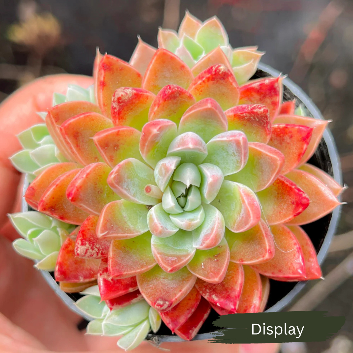 Graptoveria 'Wind of Change'