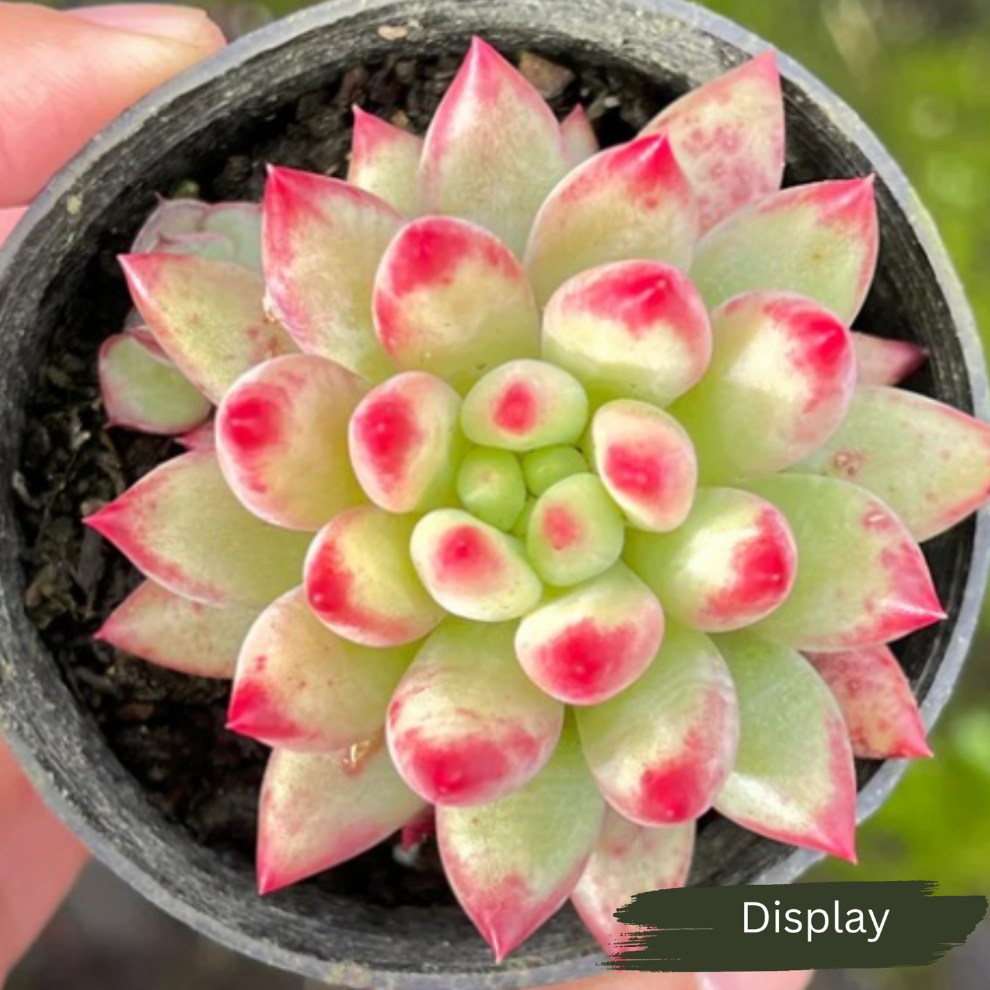 Echeveria 'Yeonji' Korean Form