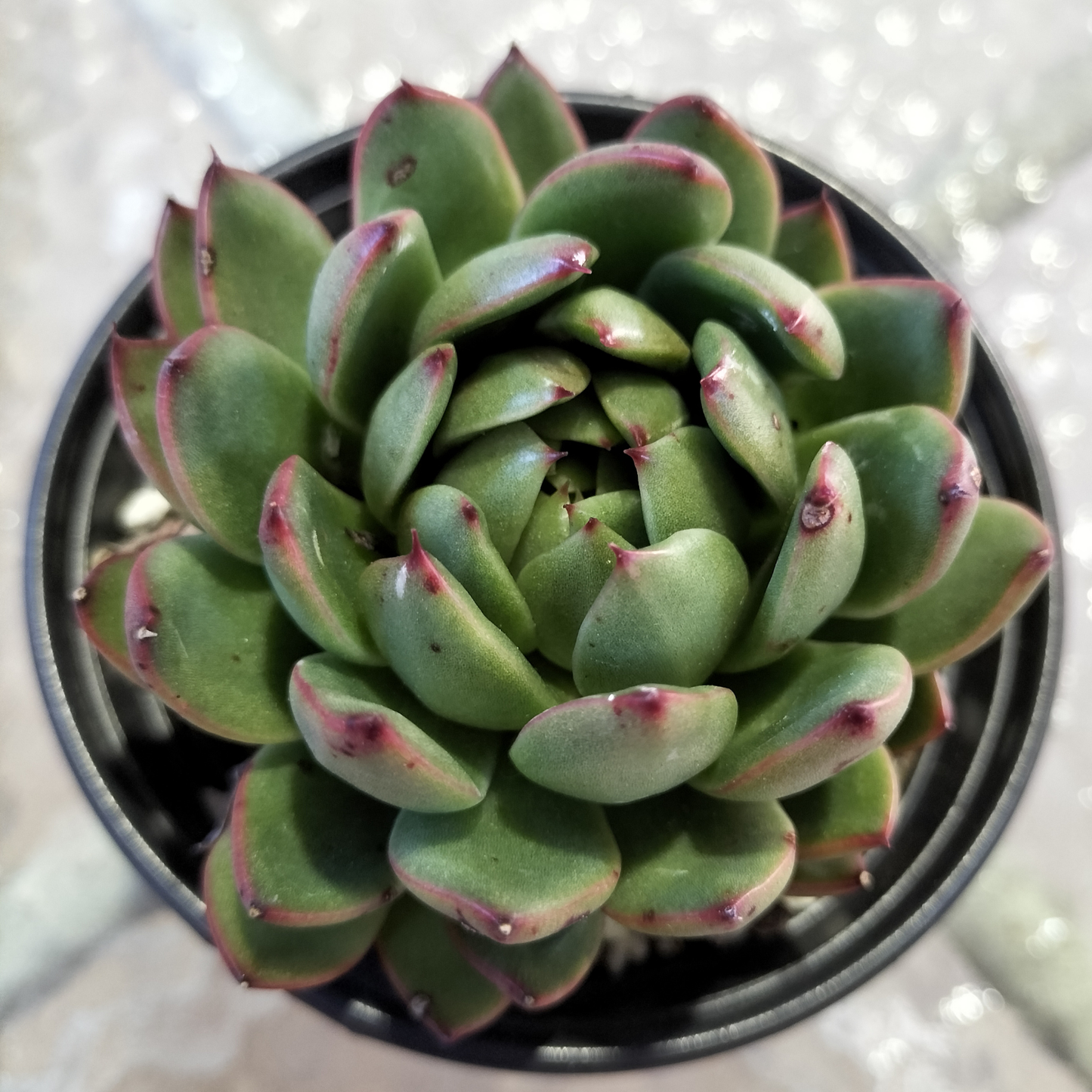 Echeveria Black Rose x Agavoides