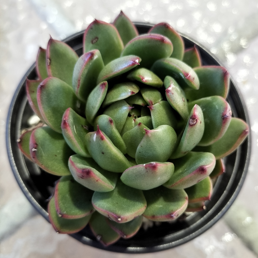 Echeveria Black Rose x Agavoides