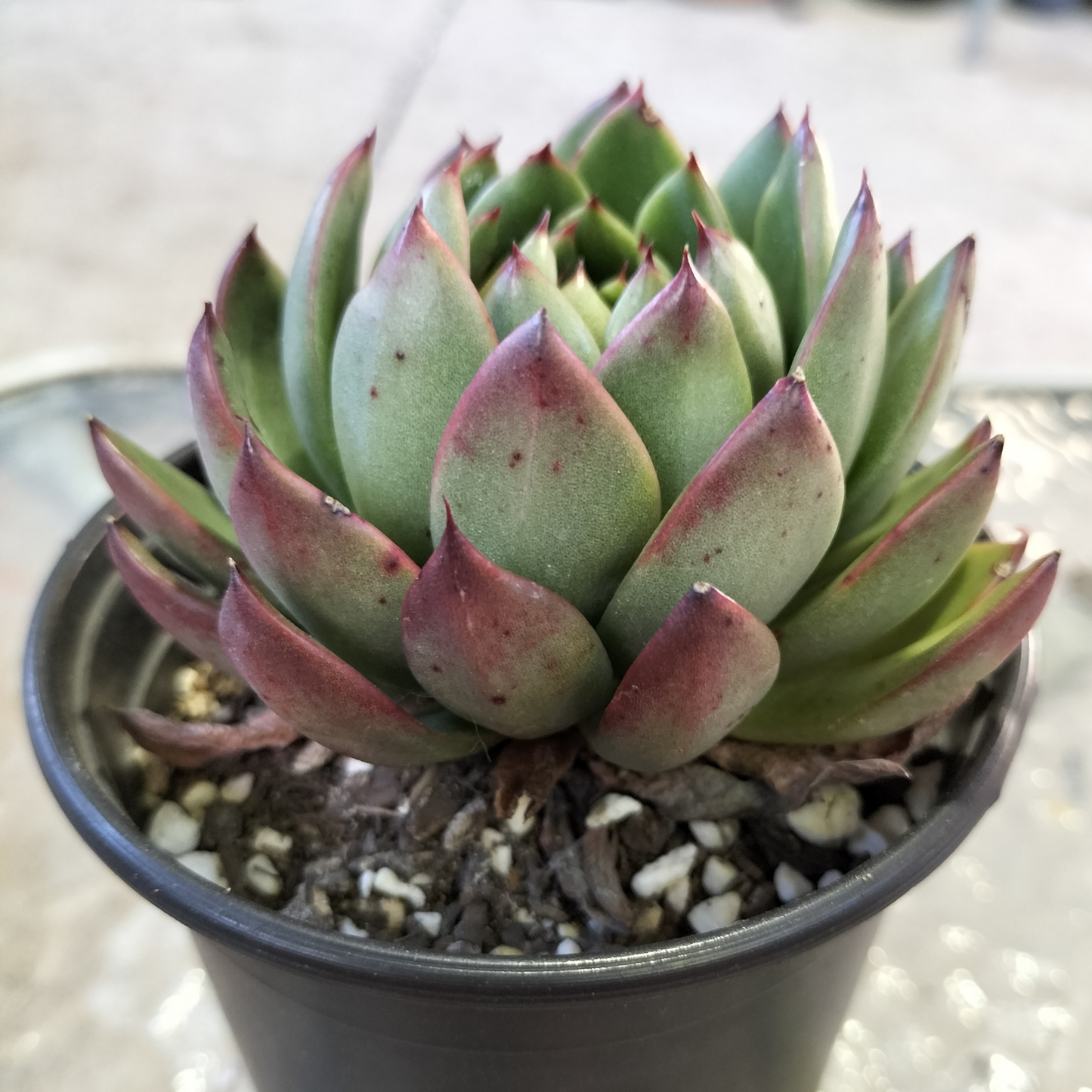 Echeveria Black Rose x Agavoides