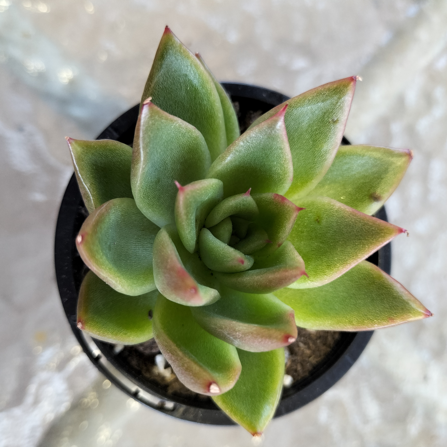 Echeveria agavoides