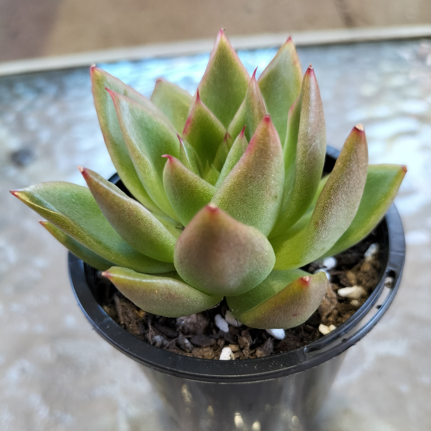 Echeveria agavoides