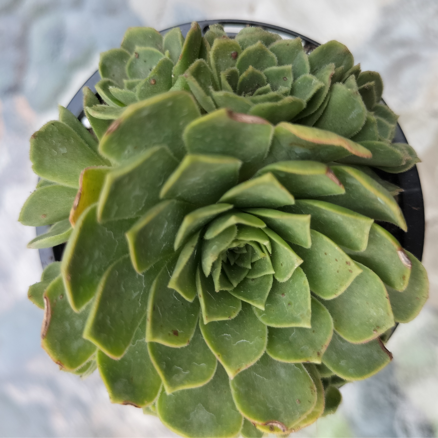 Aeonium 'Aizoon'