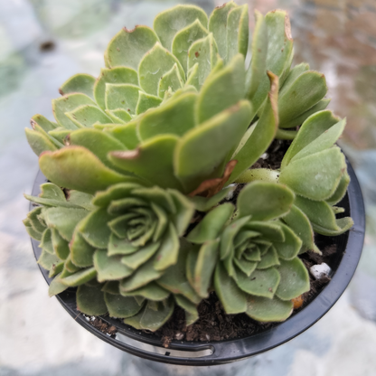 Aeonium 'Aizoon'