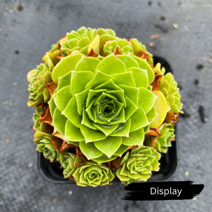 Aeonium 'Aizoon'