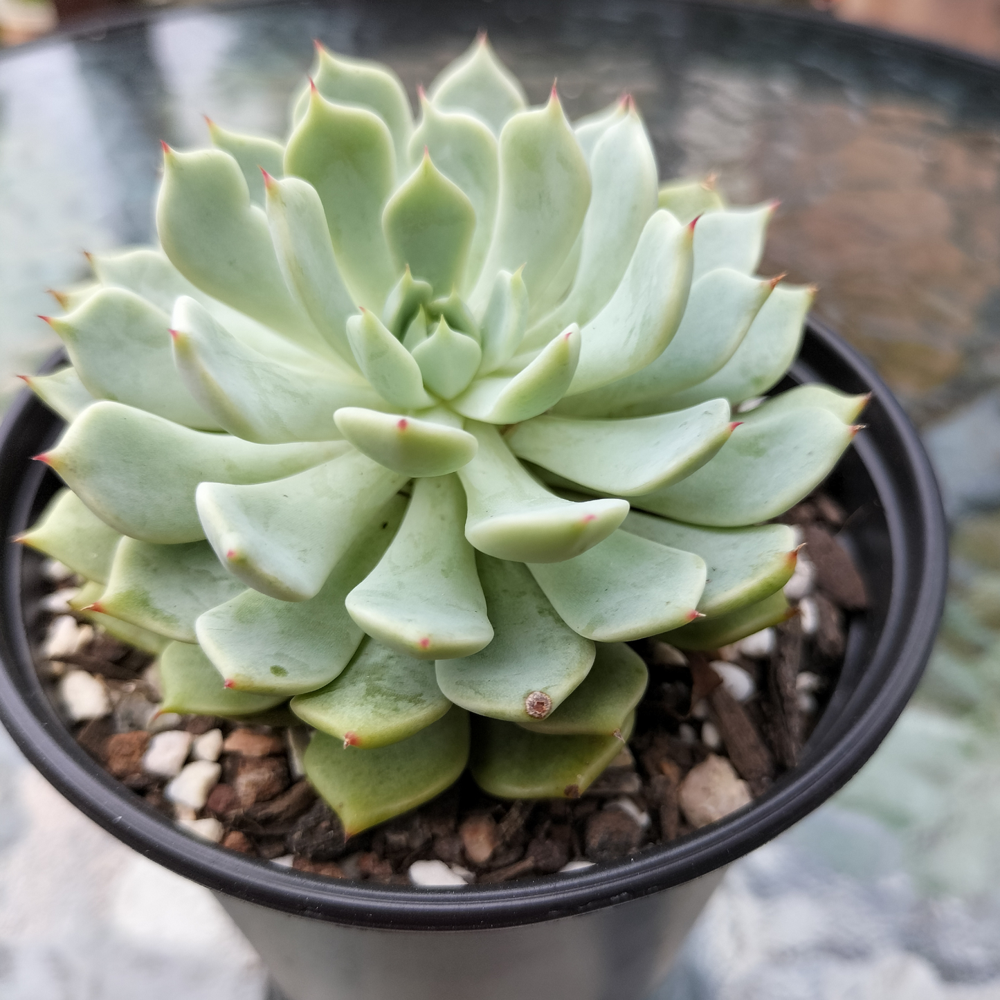 Echeveria 'Nobaranosei' (Echeveria 'Alienor')