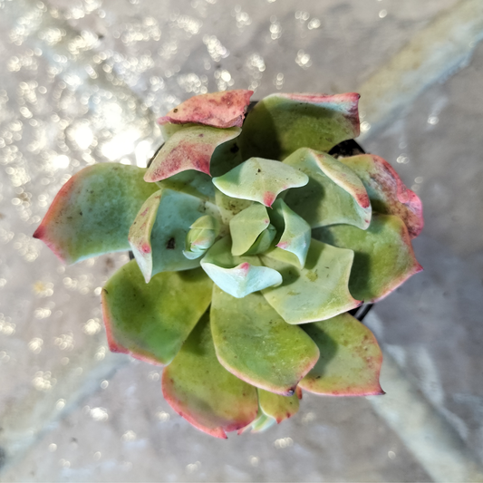 Echeveria 'Alpine Rose'
