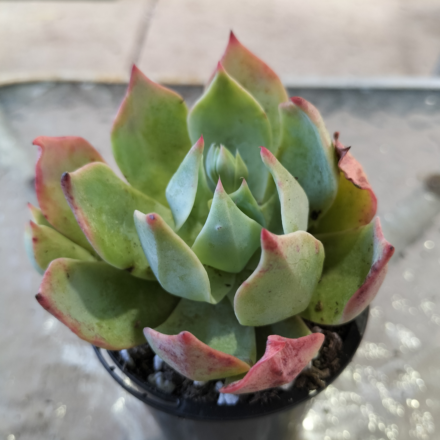 Echeveria 'Alpine Rose'