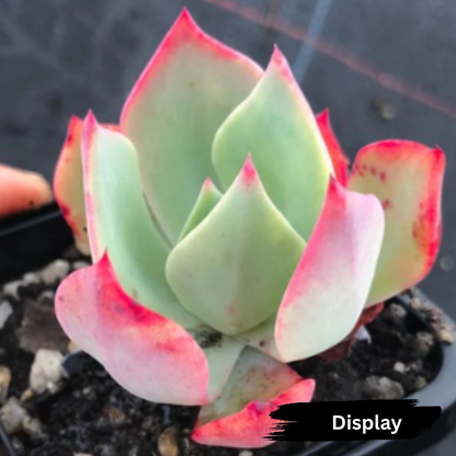 Echeveria 'Alpine Rose'