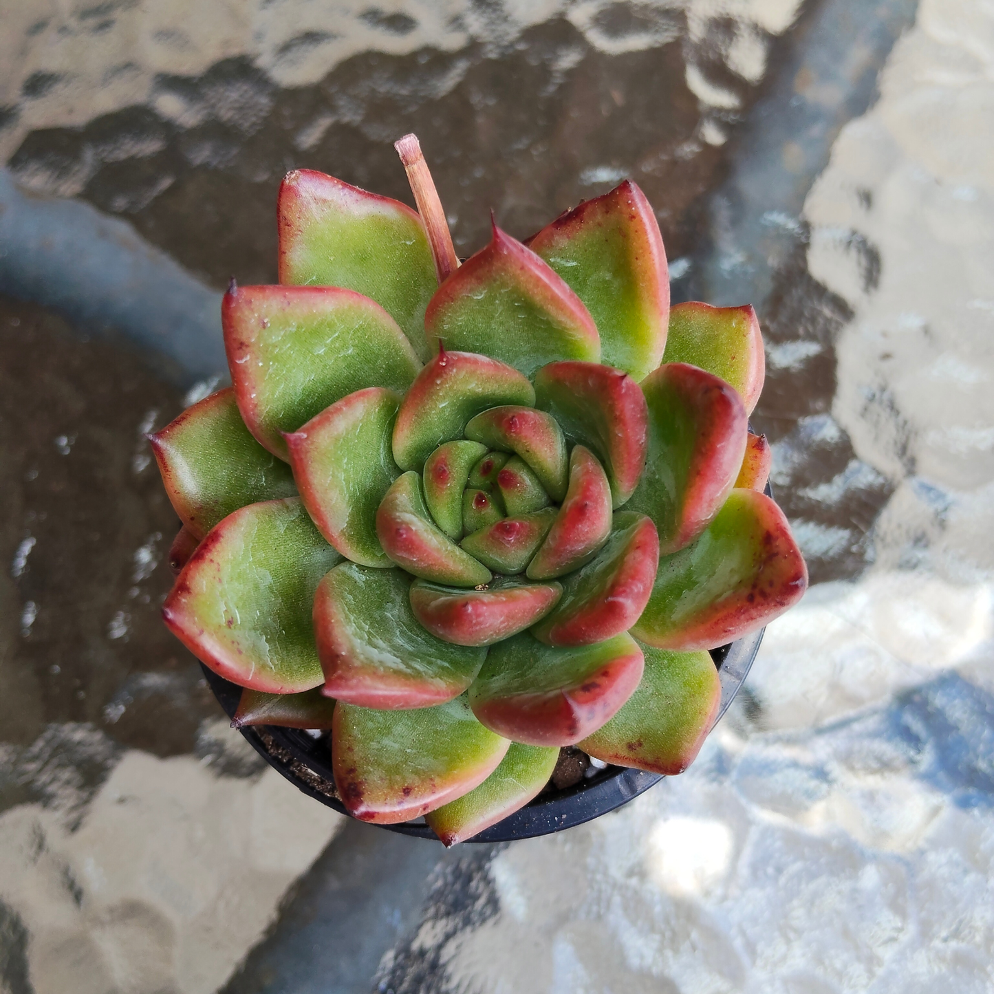 Echeveria agavoides 'Amour Rose'
