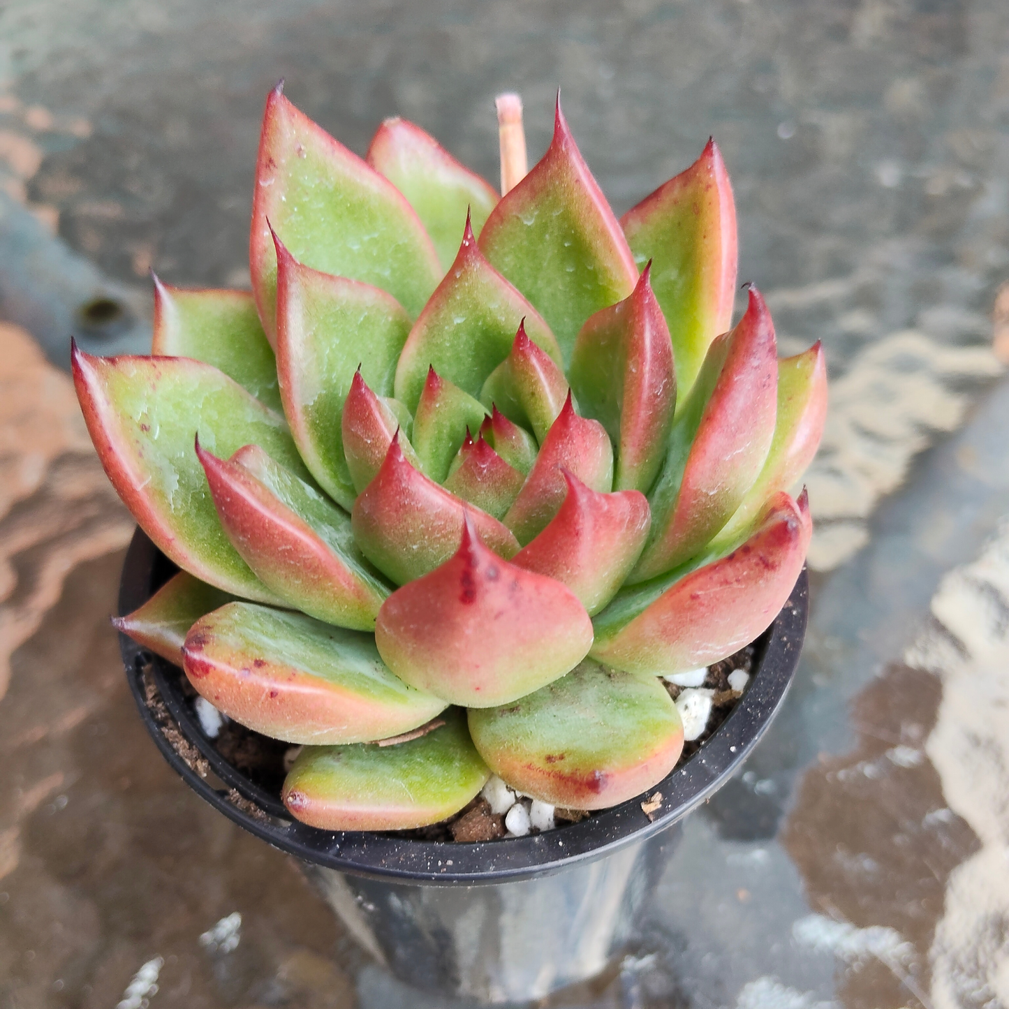 Echeveria agavoides 'Amour Rose'
