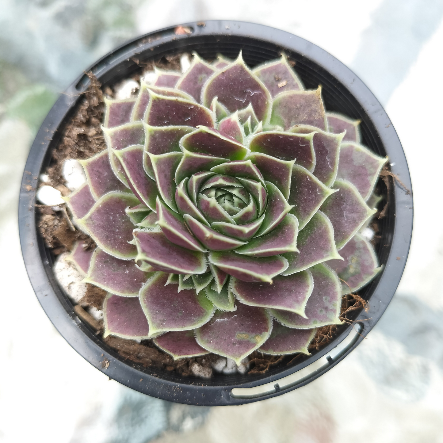 Jovibarba heuffelii 'Aphrodite'