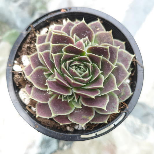 Jovibarba heuffelii 'Aphrodite'