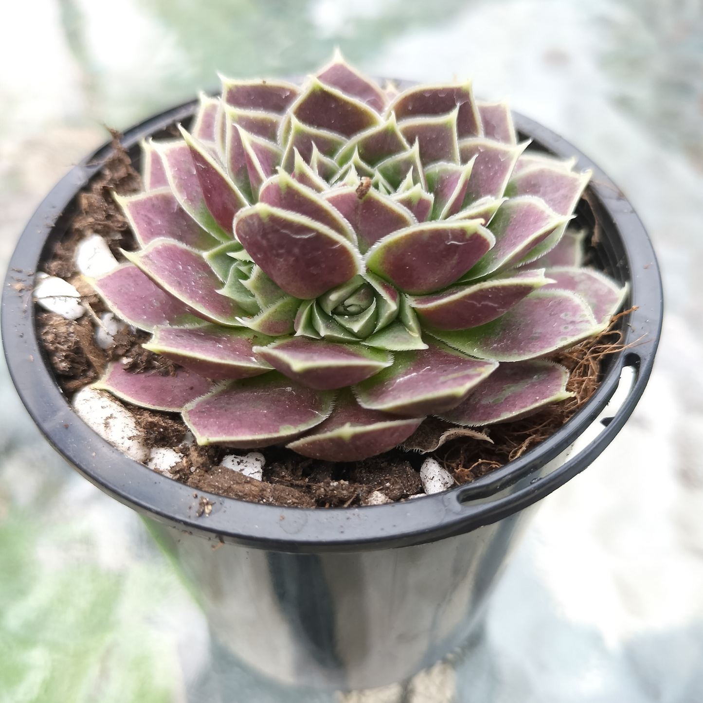 Jovibarba heuffelii 'Aphrodite'