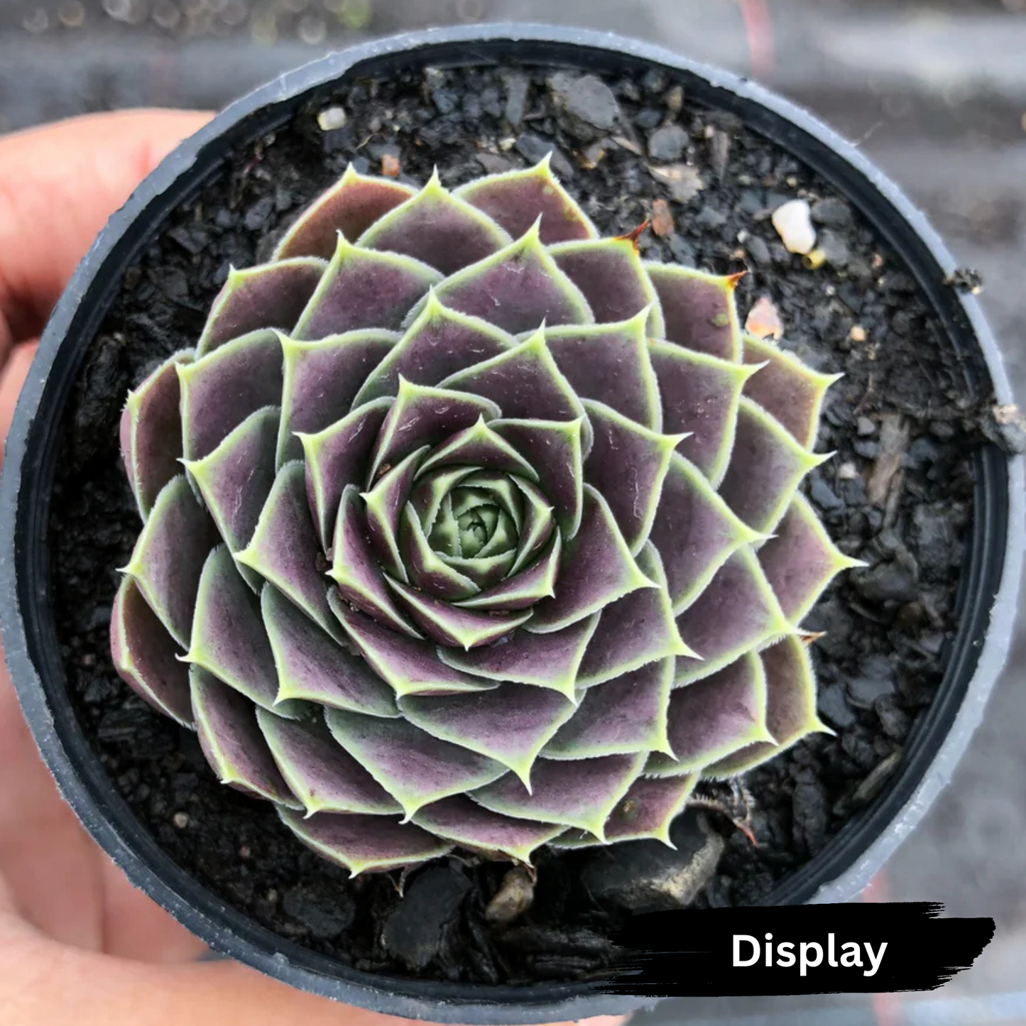 Jovibarba heuffelii 'Aphrodite'