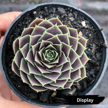 Jovibarba heuffelii 'Aphrodite'